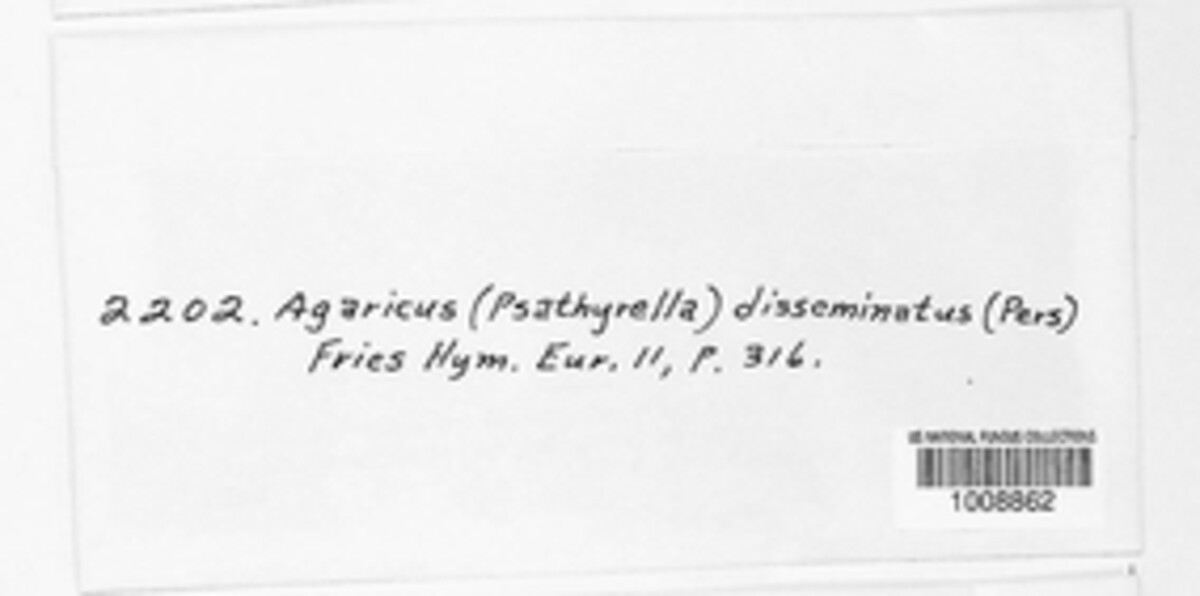 Tulosesus congregatus image